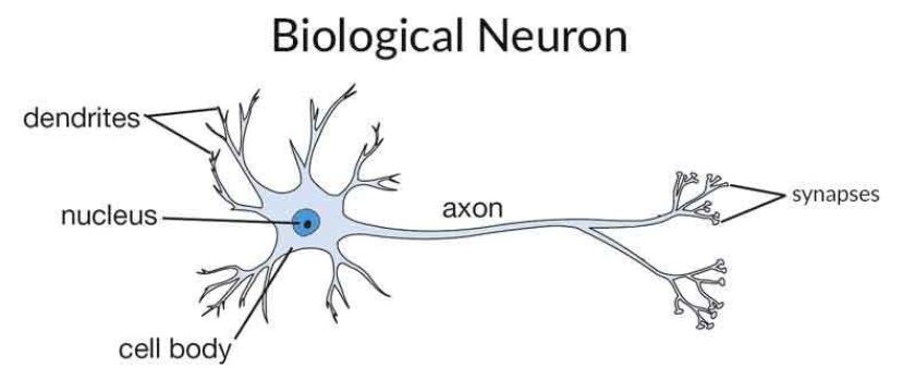 biological neuron