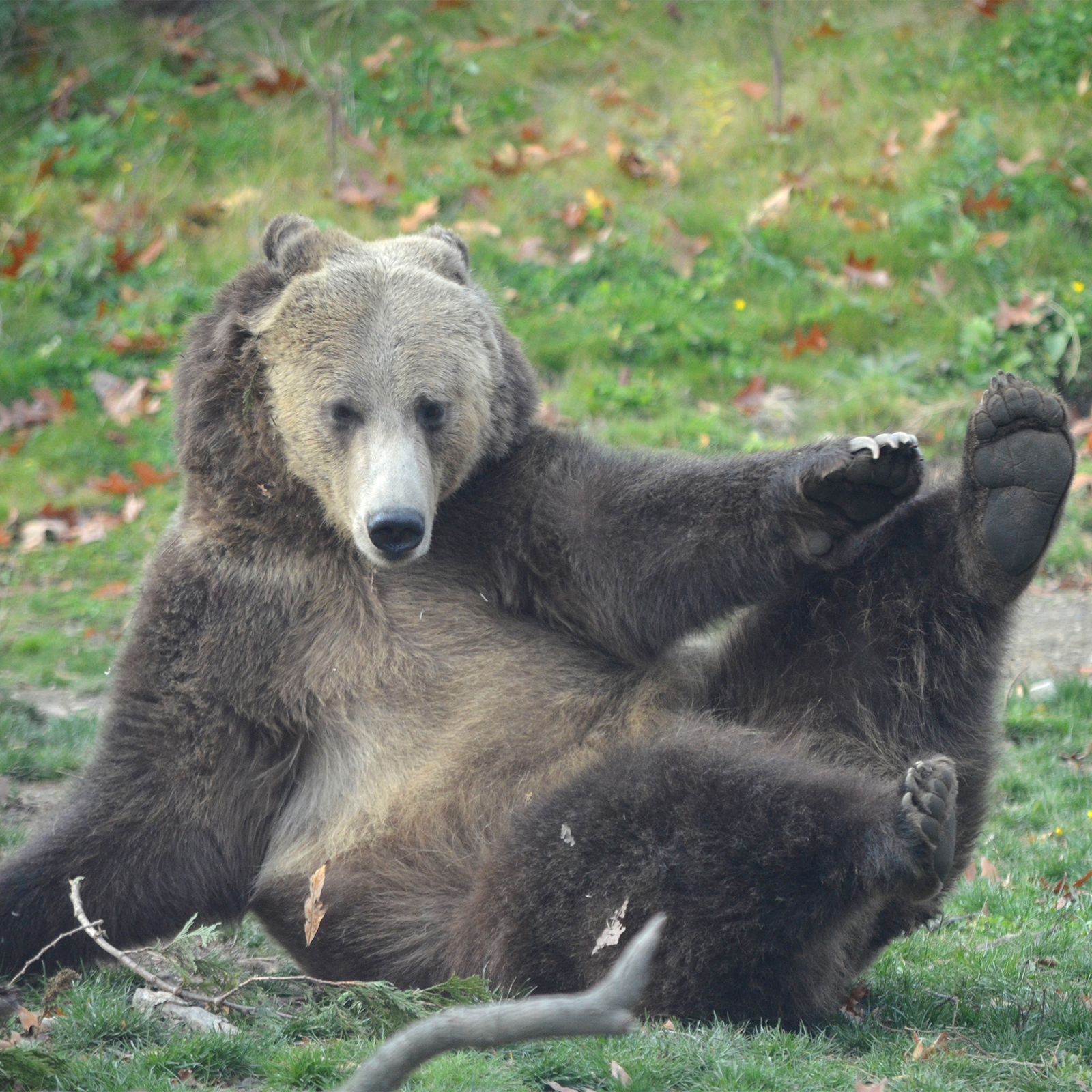 Grizzly bear
