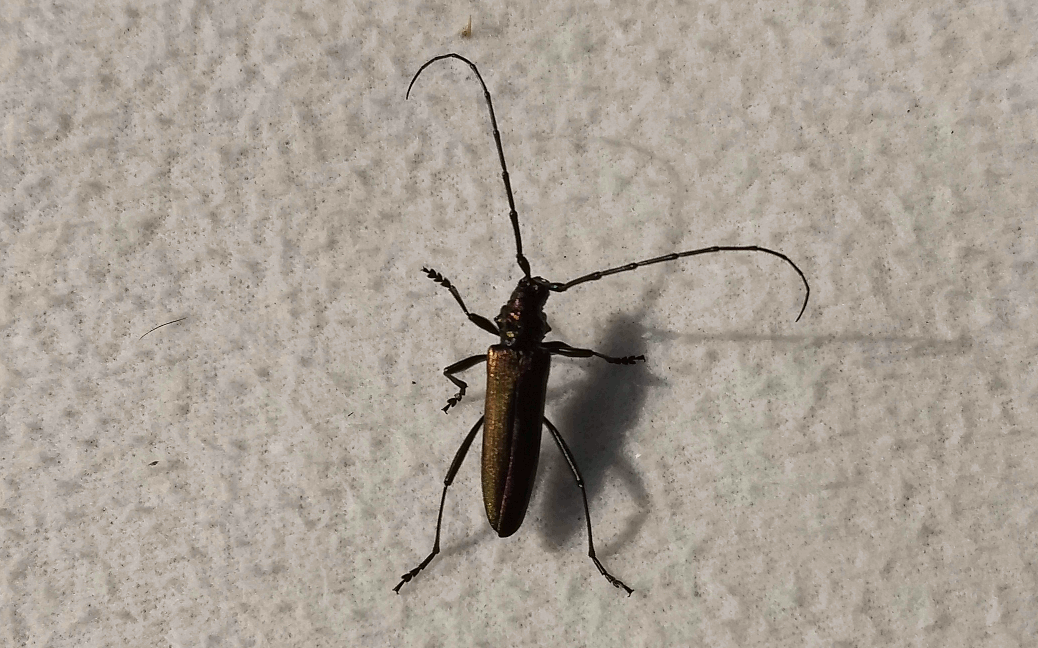 moving insect