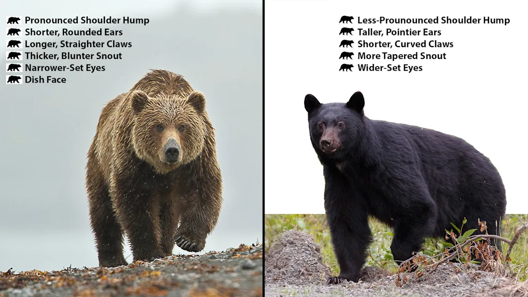 Bear identification