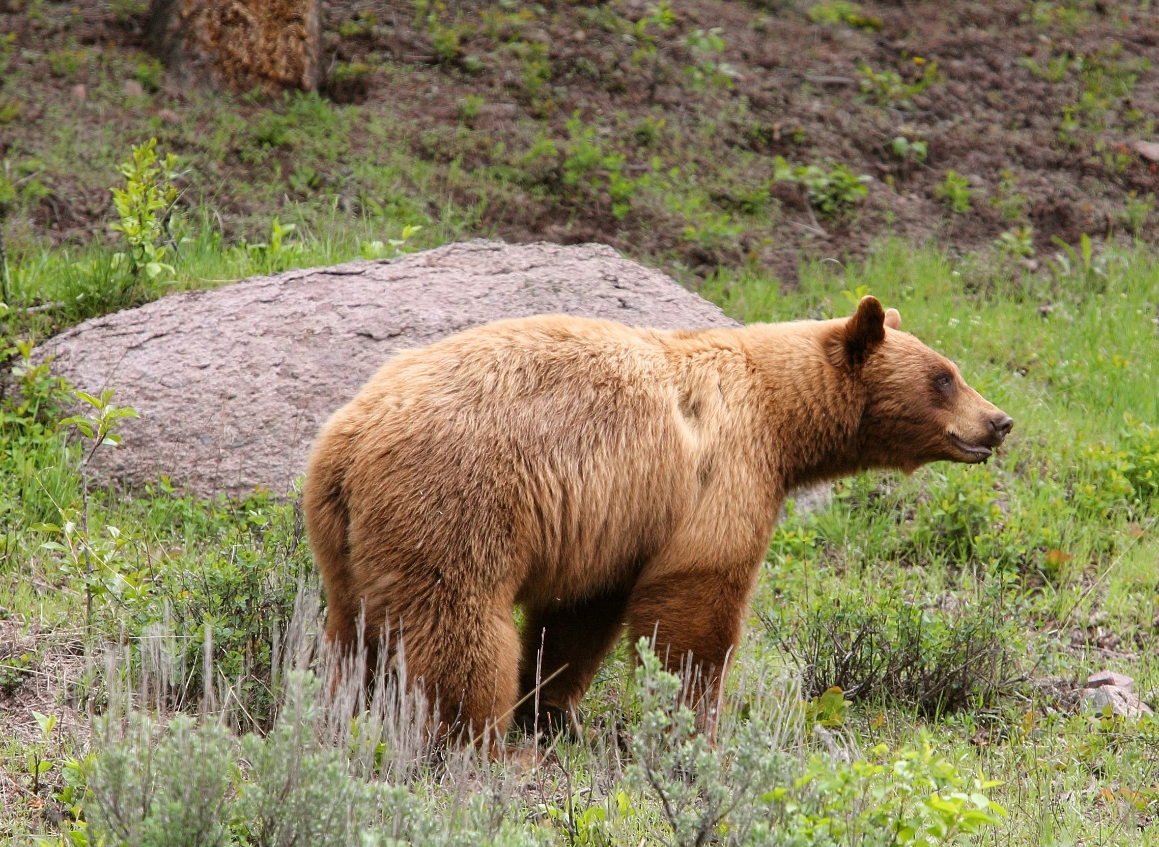 blonde black bear